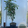 Photinia fraseri 'Red Robin' 80-100 cm 10L