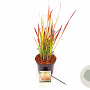 Imperata cylindrica 'Red Baron' 25-30 cm 3,0L