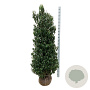 Prunus l. 'Angustifolia' 175-200 cm met kluit extra