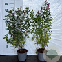 Spiraea billardii 40-60 cm 2,0L