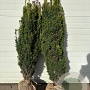 Taxus b. 'David' 100-125 cm met kluit