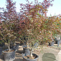 Acer pal. 'Bloodgood' 200-250 cm container solitair