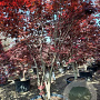 Acer pal. 'Bloodgood' 250-300 cm container Multistam