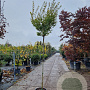 Acer pal. 'Orange Dream' 180 cm stam 25L 8-10