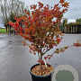Acer pal. 'Osakazuki' 125-150 cm container meerstammig