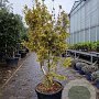 Acer pal. 'Sangokaku' 150-175 cm container meerstammig