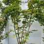 Acer pal. 'Sangokaku' 175-200 cm container meerstammig