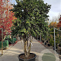 Camellia sasanqua 250-300 cm container paraplu