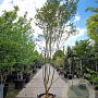 Lagerstroemia indica 300-350 cm container meerstammig
