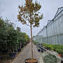 Lagerstroemia i. 'Country Red' 220 cm stam container 20-25