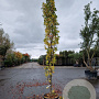 Liquidambar s. 'SlenderSilhouette' 300-350 cm cont. 70L