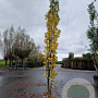 Liquidambar s. 'SlenderSilhouette' 350-400 cm cont. 70L