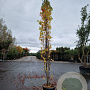 Liquidambar s. 'SlenderSilhouette' 400-450 cm cont. 70L