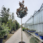 Magnolia grand. 'Galissonnière' 200 cm stam container 14-16 hoge lei
