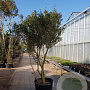 Osmanthus heterophyllus 250-300 cm container paraplu