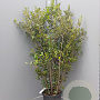 Quercus ilex 150-175 cm 18L