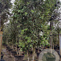 Quercus ilex 250-300 cm container paraplu