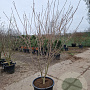 Cornus k. 'Satomi' 150-175 cm container meerstammig