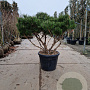 Pinus nigra Brepo 100-125 cm container piramide