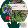 Aquilegia vulgaris GM P9