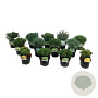 Mixlaag veredelde coniferen exclusief 25-30 cm