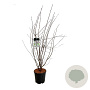 Amelanchier lamarckii 125-150 cm 15L