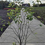 Amelanchier lamarckii 125-150 cm 15L