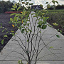 Amelanchier lamarckii 125-150 cm 15L