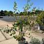 Amelanchier lamarckii 125-150 cm 15L