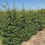 Osmanthus burkwoodii 175-200 cm draadkluit extra