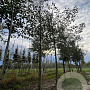 Alnus glutinosa 18-20 HO draadkluit