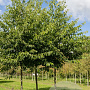 Alnus spaethii 16-18 HO draadkluit