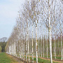 Betula utilis 'Doorenbos' 18-20 HO draadkluit