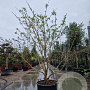 Heptacodium miconioides 200-250 cm draadkluit meerstammig