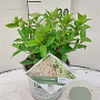 Hydrangea pan. Little Lime 30-40 cm 3,0L