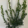 Ilex aq. 'Alaska' 60-80 cm met kluit