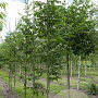 Ostrya carpinifolia 16-18 HO draadkluit