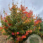 Parrotia persica 200-250 cm draadkluit meerstammig