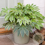 Fatsia 'Spidersweb' 40-50 cm 5,0L