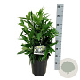 Prunus l. Renault Ace 60-80 cm met kluit