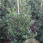 Ilex aq. 'Alaska' 100-125 cm met kluit