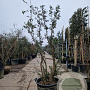 Quercus suber 200-250 cm cont. 130L meerstammig