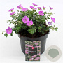 Geranium sang. 'Max Frei' GM 2,0L