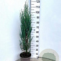 Juniperus s. 'Blue Arrow' 80-100 cm 5,0L