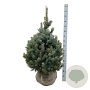 Picea pungens Super Blue Seedling 80-100 cm met kluit extra