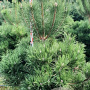 Pinus nigra nigra 150-175 cm draadkluit extra