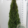 Thuja occ. 'Smaragd' 180-200 cm met kluit extra