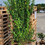 Ligustrum ovalifolium 175-200 cm met kluit