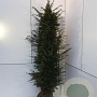 Taxus baccata 200-225 cm met kluit