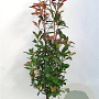 Photinia fraseri 'Red Robin' 100-120 cm met kluit